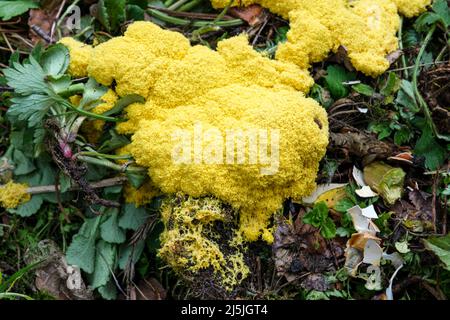 La muffa di melma di vomito del cane (anche conosciuta come lime di uovo strapazzate o fiori di tan), Fuligo septica, che cresce su un mucchio di composto Foto Stock