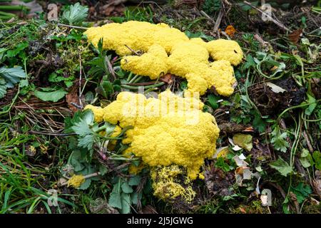 La muffa di melma di vomito del cane (anche conosciuta come lime di uovo strapazzate o fiori di tan), Fuligo septica, che cresce su un mucchio di composto Foto Stock