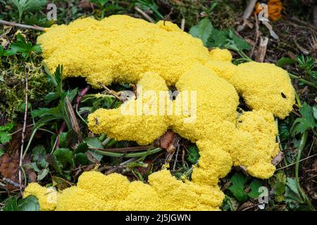 La muffa di melma di vomito del cane (anche conosciuta come lime di uovo strapazzate o fiori di tan), Fuligo septica, che cresce su un mucchio di composto Foto Stock