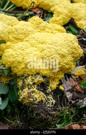 La muffa di melma di vomito del cane (anche conosciuta come lime di uovo strapazzate o fiori di tan), Fuligo septica, che cresce su un mucchio di composto Foto Stock