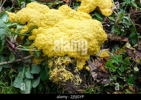 La muffa di melma di vomito del cane (anche conosciuta come lime di uovo strapazzate o fiori di tan), Fuligo septica, che cresce su un mucchio di composto Foto Stock