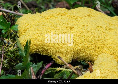 La muffa di melma di vomito del cane (anche conosciuta come lime di uovo strapazzate o fiori di tan), Fuligo septica, che cresce su un mucchio di composto Foto Stock