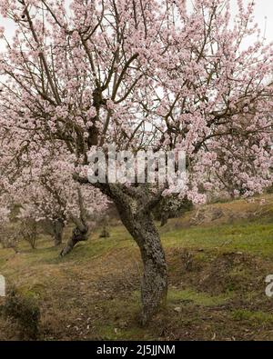 Alto Douro fiorisce mandorli dalle tonalità rosa in una giornata nuvolosa Foto Stock