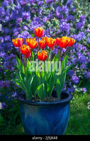 Tulipano 'Kings Cloak' con vividi fiori rossi e arancioni fioriti a fine aprile in un giardino britannico. Sfondo del Rhododendron 'Blue Diamond' Foto Stock