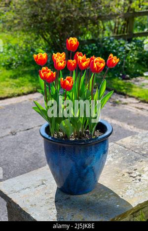 Tulipano 'Kings Cloak' con vividi fiori rossi e arancioni fioriti a fine aprile in un giardino britannico. Piantato in una pentola vetrata blu a contrasto. Foto Stock