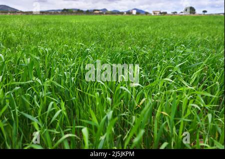 particolare di un campo verde erba in primavera con alcune case e alberi sullo sfondo Foto Stock