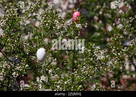 Un uovo di Pasqua bianco. Decorazione decorativa per Pasqua su un ramo di fiori di ciliegio in primavera. Germogli di fiori di ciliegio Foto Stock