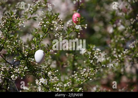 Decorazione decorativa per Pasqua su un ramo di fiori di ciliegio in primavera. Un uovo di Pasqua bianco. Germogli di fiori di ciliegio Foto Stock