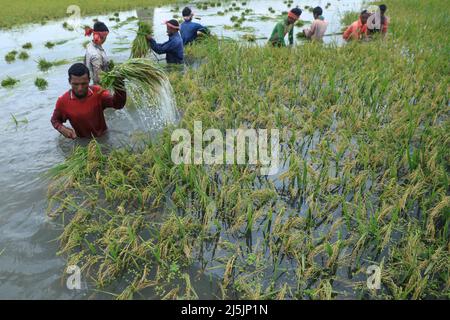 17 aprile 2022, Saver, Bangladesh: Agricoltori che raccolgono la risaia nel campo alluvionale di Ashulia, vicino a Dacca City in Bangladesh. Questa alluvione è innescata da piogge torrenziali nei distretti nord-orientali del paese e nella Meghalaya indiana. Tutti i fiumi e i canali della zona del fior fluiscono vicino al livello di pericolo. (Credit Image: © MD Manik/SOPA Images via ZUMA Press Wire) Foto Stock