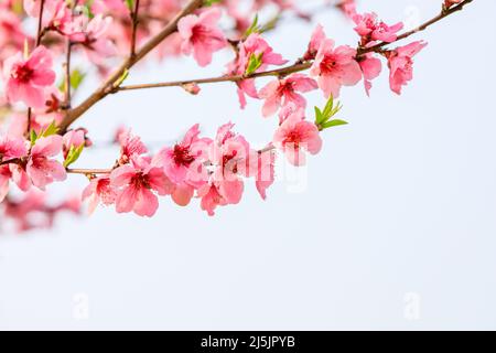 Fiori rosa di pesca fioriscono nella stagione primaverile Foto Stock