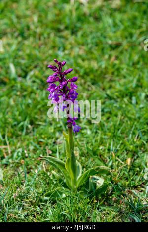 Dactylorhiza purpurpurrella - Orchidea del Marsh settentrionale a Jack Scout vicino Silverdale in Cumbria. Foto Stock