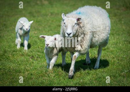 Mother sheep with twin lambs. Foto Stock