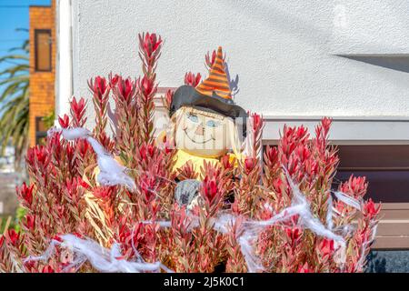 Peluche bambola strega sul retro di una pianta con foglie rosse e finti decorazioni web a San Francisco, California. Pianta con decorazioni holloween contro l'wa bianca Foto Stock