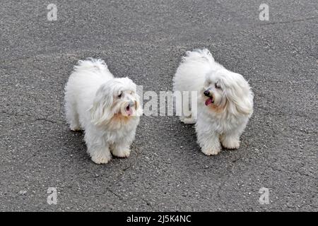 Coppia di cuccioli gemelli bianchi sulla strada Foto Stock