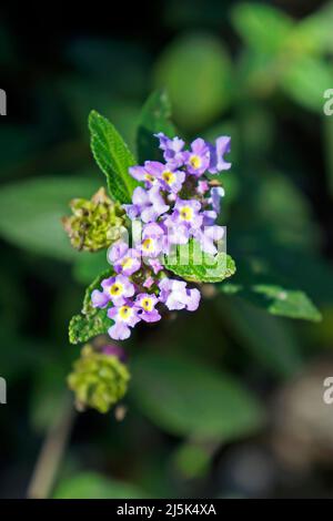 Fiori di lippia (Lippia alba) Foto Stock