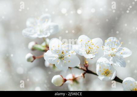 Sfondo primaverile con fiori bianchi e sunbeamson blu cielo sfondo. Rami di macrofono e ape in fiore con fuoco morbido sul backgrou blu Foto Stock