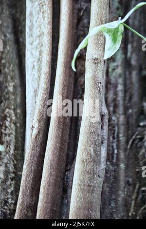 Radici di rinforzo della pentandra di Ceiba (albero di Kapok) nella foresta pluviale tropicale / foresta pluviale / giungla in Suriname / Surinam Foto Stock