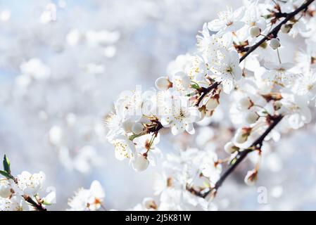 Sfondo primaverile con fiori bianchi e sunbeamson blu cielo sfondo. Rami di macrofono e ape in fiore con fuoco morbido sul backgrou blu Foto Stock