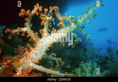 Corallo molle gigante, Caulilfower Rosso (Dendronephya klunzingeri), Ari Atoll, Maldive, Oceano Indiano, Asia Foto Stock