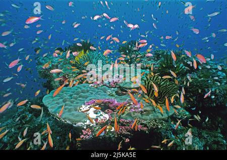 Jewel fairy fagotto o lyretail anthias (Pseudanthias squamipinnis) in crociera su una barriera corallina tropicale, Maldive, Oceano Indiano, Asia Foto Stock