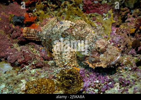 Scorpionfish o scorpionfish bruno (Scorpaenopsis oxicephala), in una barriera corallina, Maldive, Oceano Indiano, Asia Foto Stock