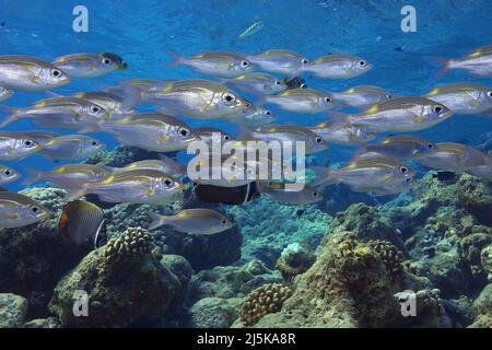 L'imperatore di Yellowspot o l'orata a strisce dell'occhio grande (Gnathodentex aureolineatus), la scuola, le Maldive, l'oceano indiano, l'Asia Foto Stock