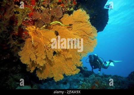 Subacqueo dietro un gigante fan del mare (Gorgonacea), Maldive, Oceano Indiano, Asia Foto Stock