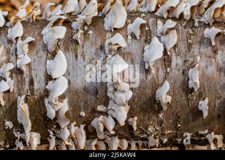 Mossy Maze Polypore, Cerrena unicolor, che cresce su un ceppo marciante in Woodland Park e riserva naturale a Battle Creek, Michigan, Stati Uniti Foto Stock