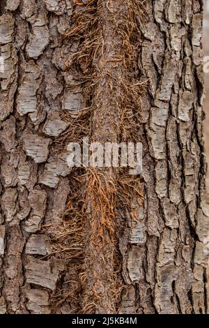 Eastern Poison Ivy, radicodendron Toxicodendron, albero di arrampicata su radici aeree, Woodland Park e Riserva Naturale, Battle Creek, MI, USA Foto Stock