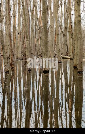 Riflessioni su uno stagno di Beaver con alberi allagati, Woodland Park e Riserva Naturale a Battle Creek, Michigan, USA Foto Stock