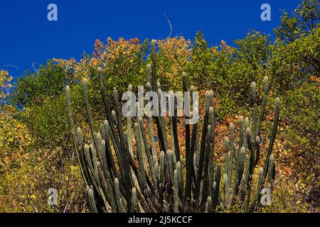 mandacaru cactus (cereus jamacaru) nella foresta di caatinga, tipica del brasile nord-orientale Foto Stock