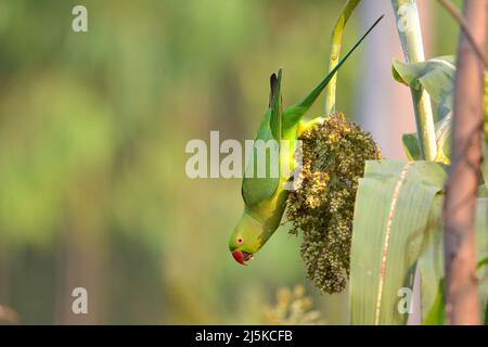 Rose ringed Parakeet mangiare Crop Foto Stock