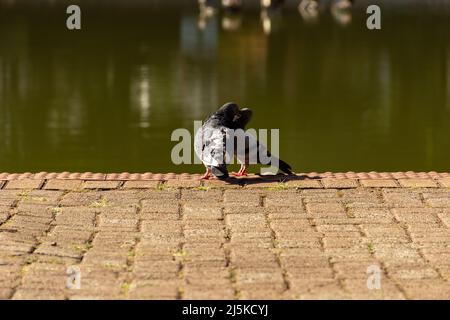 Goiânia, Goias, Brasile – 21 aprile 2022: Un paio di piccioni sul marciapiede che costeggia un lago. Foto Stock