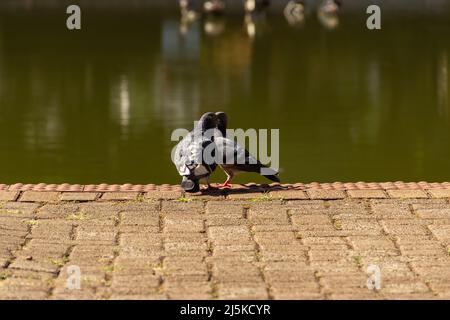 Goiânia, Goias, Brasile – 21 aprile 2022: Un paio di piccioni sul marciapiede che costeggia un lago. Foto Stock