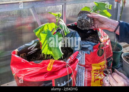 Donna piantando le piante di cetriolo di Marketmore in un sacco di crescita tagliato a metà e si è fermato alla fine in una serra. Foto Stock