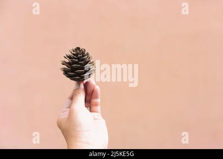 Mano femmina che tiene il cono di pino su sfondo pastello Foto Stock