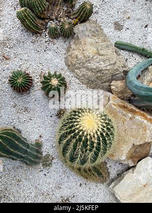 Vista dall'alto di un gruppo di cactus a botte d'oro (Echinocactus grusonii). Una specie ben nota di cactus, endemica al Messico centro-orientale, ampiamente gro Foto Stock