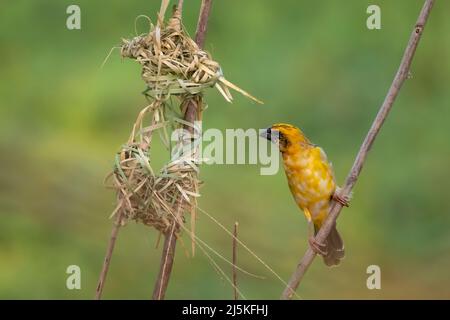 Immagine del tessitore baya maschio nidificante su sfondo naturale. Uccello. Animali. Foto Stock