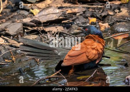 Immagine di un coucal maggiore su sfondo naturale. Uccello. Animali. Foto Stock