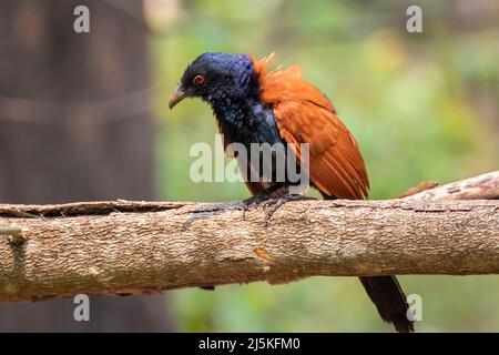 Immagine di un coucal maggiore su sfondo naturale. Uccello. Animali. Foto Stock