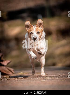 Buon cane che vive la sua vita migliore Foto Stock