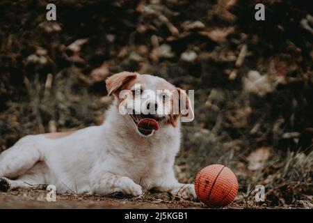 Buon cane che vive la sua vita migliore Foto Stock