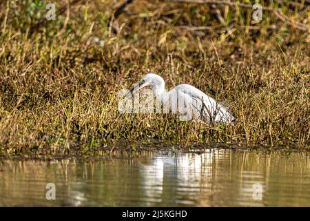 Primo piano di una piccola egretta in piedi che mangia un gambero durante l'ora primaverile nella giornata di sole Foto Stock