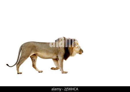 Su uno sfondo bianco, il bambino gioca con suo fratello, vestito in un  costume di leone carnevale. Il fratello più anziano e più giovane giocano.  Bambini divertenti Foto stock - Alamy