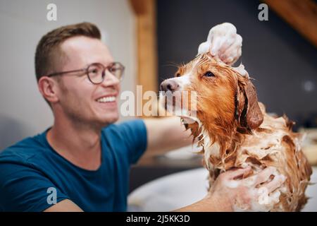 Cane che prende il bagno a casa. Bagno di Nova Scotia Duck Tolling Retriever Foto Stock