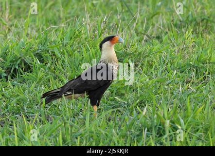 Crested Caracara (Caracara cheriway) adulto in piedi in campo erboso Costa Rica Marzo Foto Stock