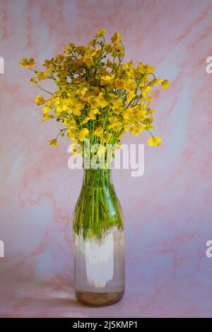 Bouquet di bicchieri gialli, Ranunculus acris, fiori selvatici in bottiglia di vetro su sfondo rosa Foto Stock