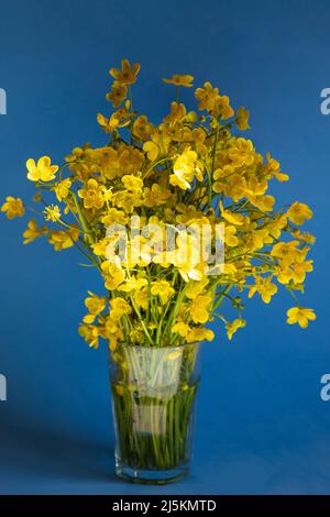 Bouquet di bicchieri gialli, Ranunculus acris, fiori selvatici in un bicchiere su sfondo blu Foto Stock