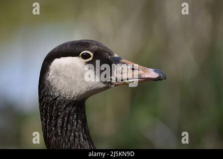 Primo piano testa e collo Right-Profile Ritratto di un'oca di Greylag (Anser anser) x Canada Goose (Branta canadensis) ibrido in un giorno di sole in aprile nel Regno Unito Foto Stock