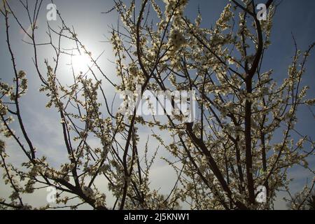 rami di un albero di pesca primavera in fiore su uno sfondo sfocato Foto Stock